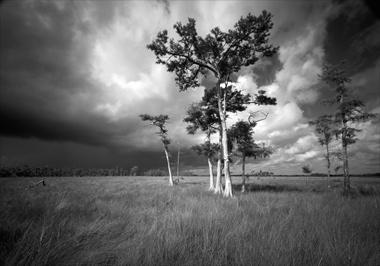 the swamp by michael grunwald